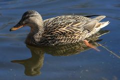 Stockente (weiblich)