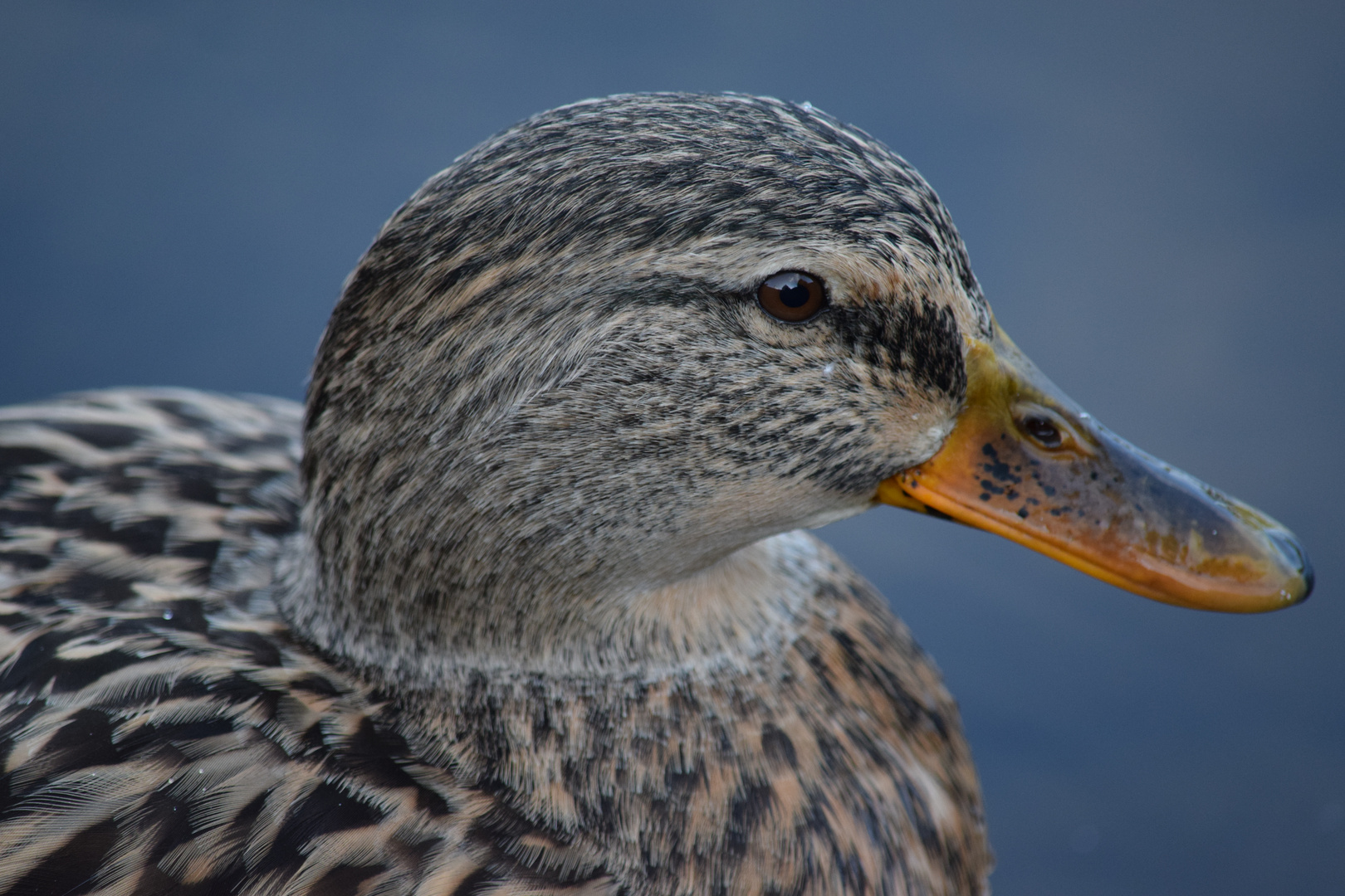 Stockente weiblich