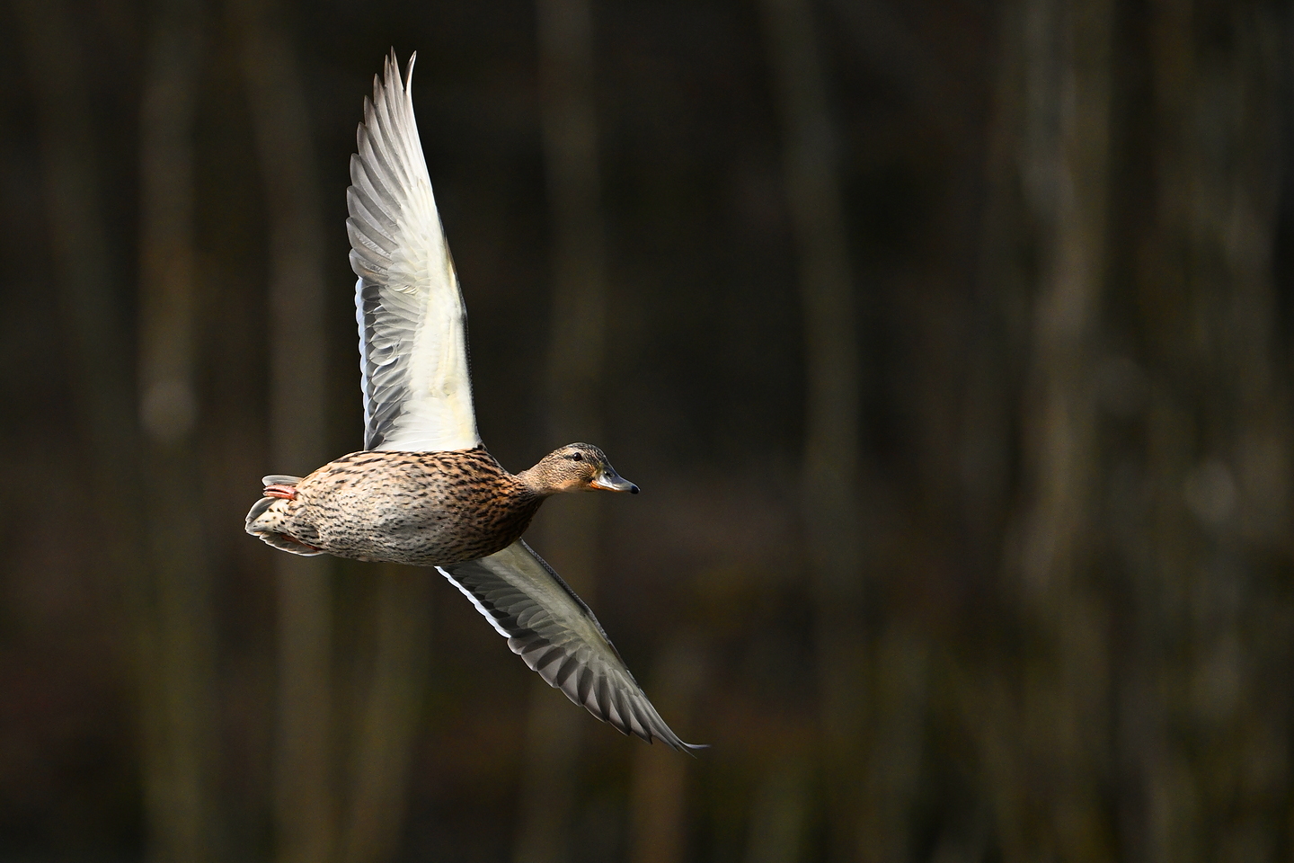 Stockente weiblich