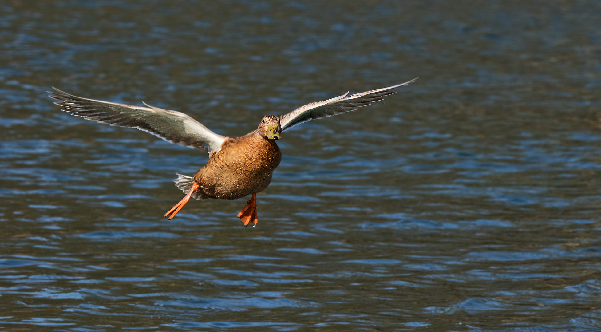 Stockente weiblich