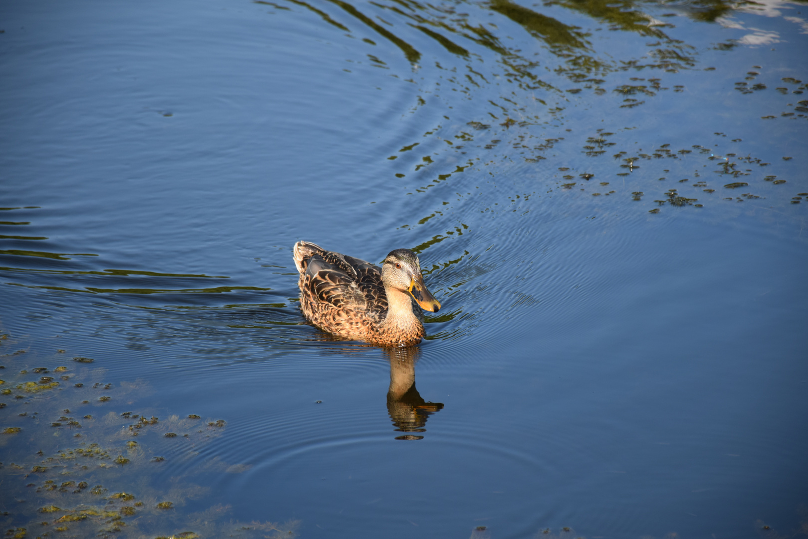 Stockente weiblich