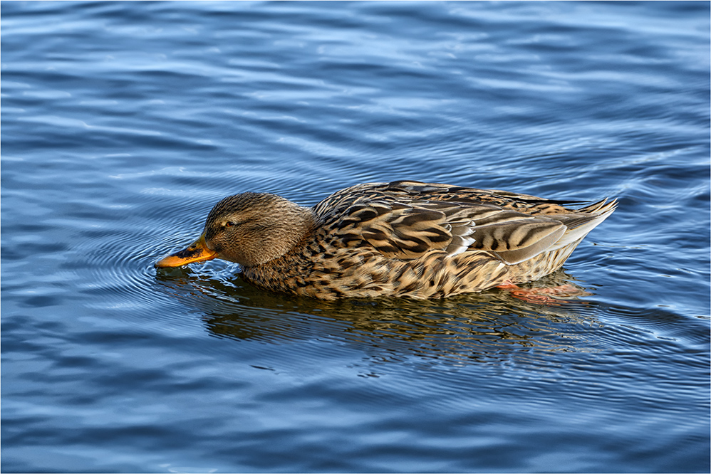 Stockente (weiblich)