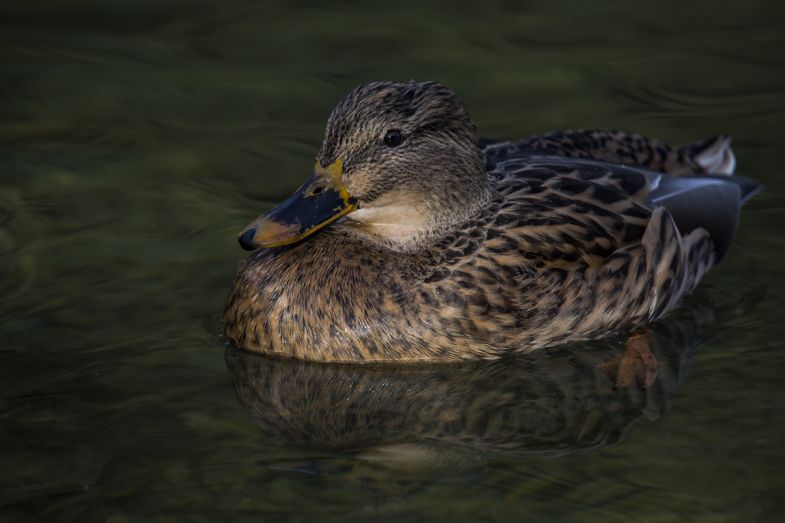 Stockente weiblich