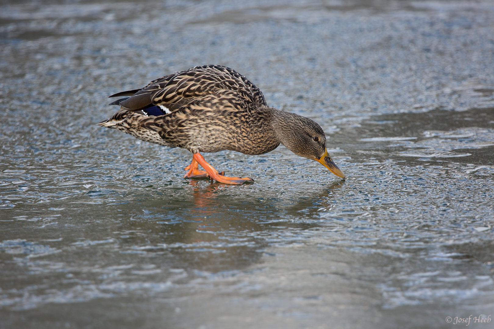 Stockente (Weiblich)