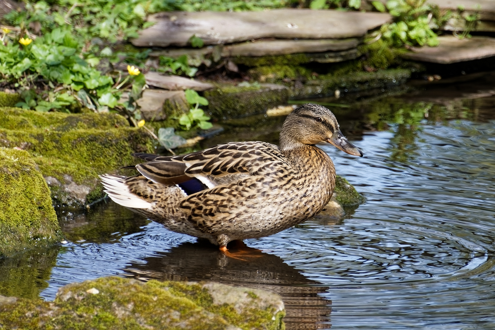 Stockente weiblich ( Wildente ) 