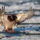 Stockente zwischen Eisschollen