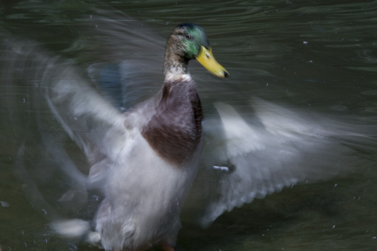 Stockente_Anas platyrhynchos