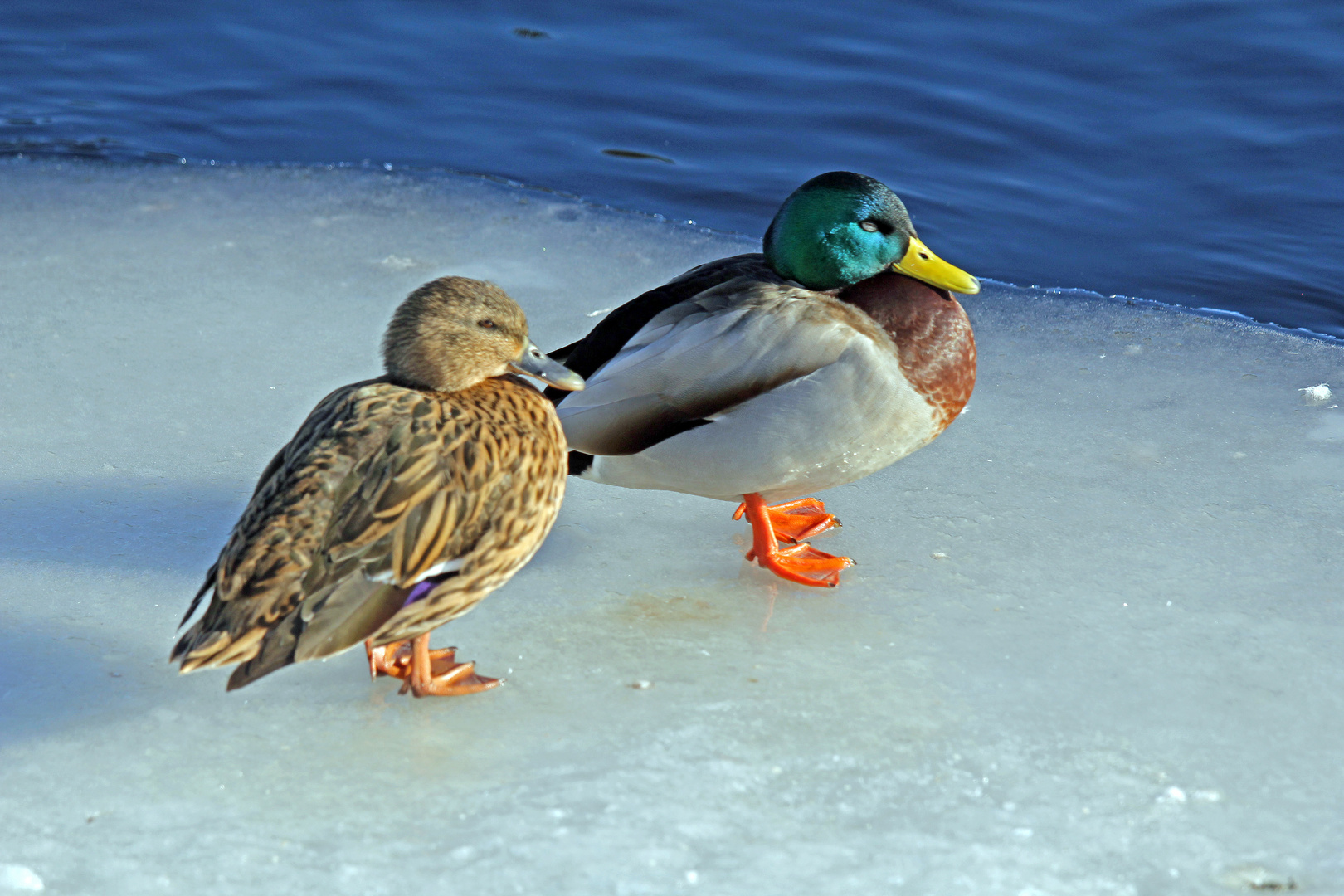 Stockenten -1-, rechts Erpel, links Weibchen