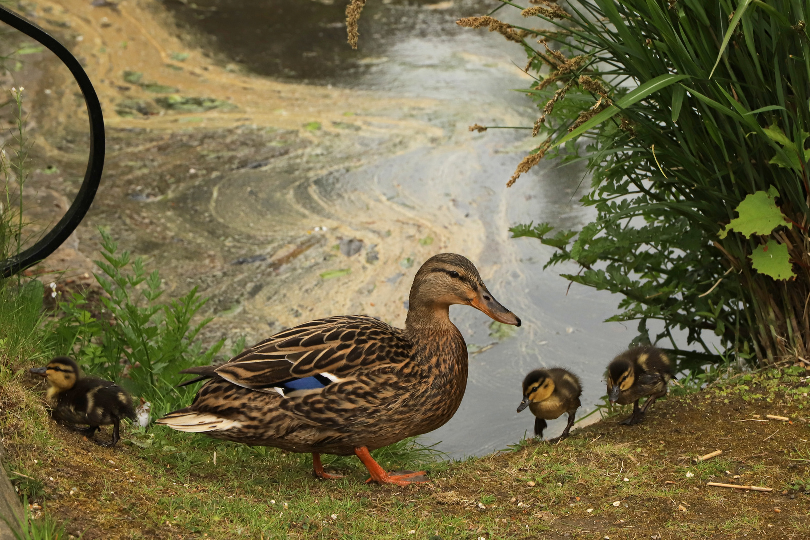 Stockenten (2019_05_02_EOS 6D Mark II_1990_ji)