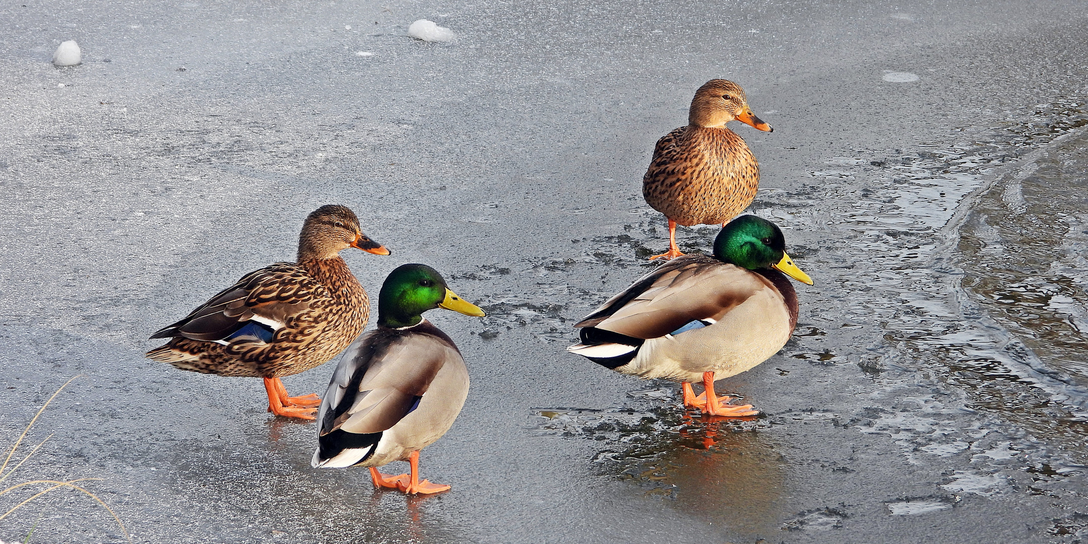 Stockenten (21.01.2024)