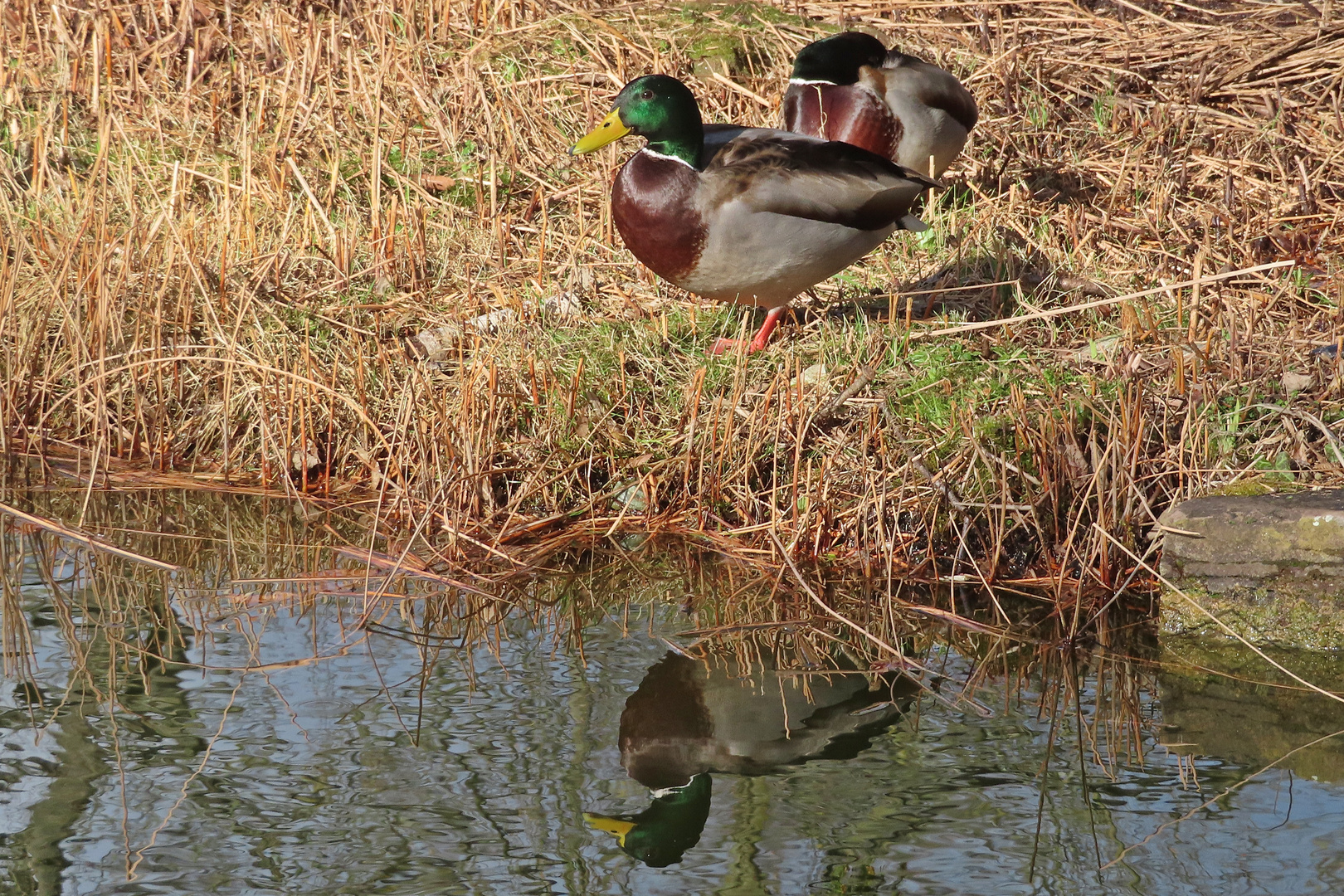 Stockenten