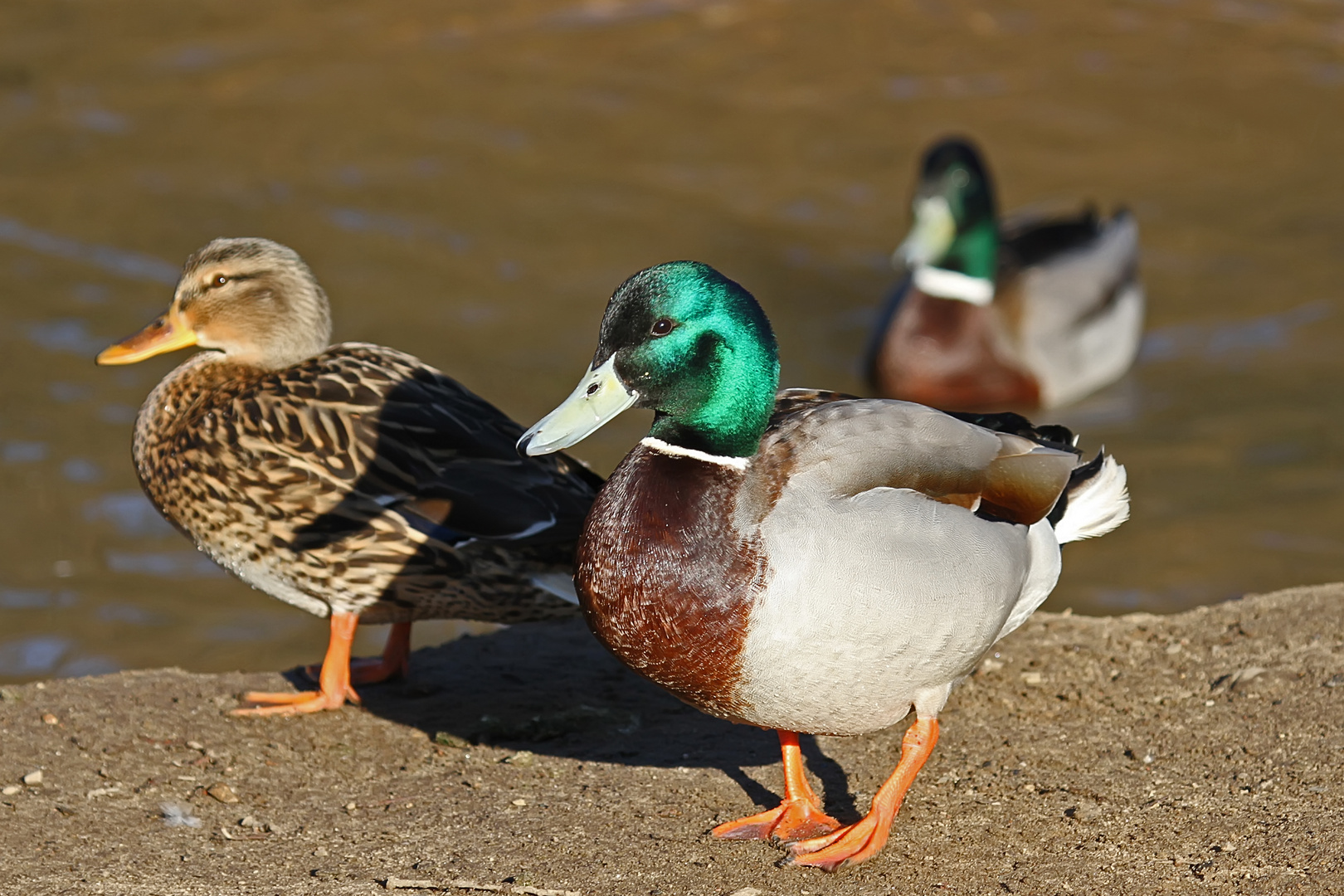 Lebende Stockenten Kaufen Lebende Stockenten Kaufen