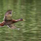 Stockenten Abflug