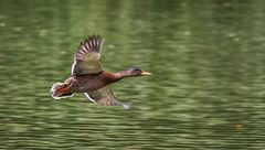 Stockenten Abflug