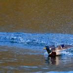 Stockenten Action auf dem Bruchsee