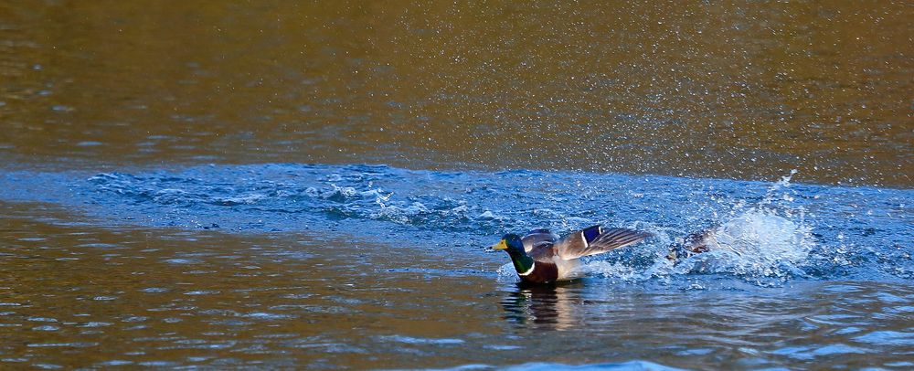 Stockenten Action auf dem Bruchsee