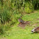 Stockenten am Adlerweiher