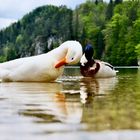 Stockenten am Alpsee, Schloß Neuschwanstein.