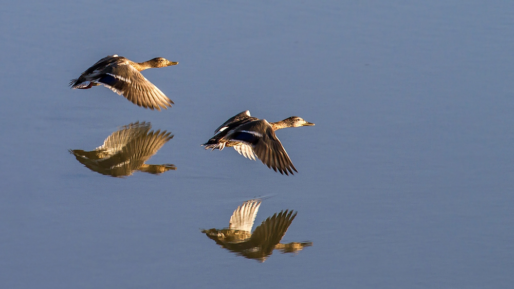 Stockenten am Altmühlsee/Vogelinsel