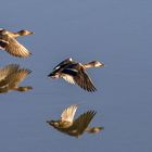 Stockenten am Altmühlsee/Vogelinsel