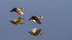 Stockenten am Altmühlsee/Vogelinsel