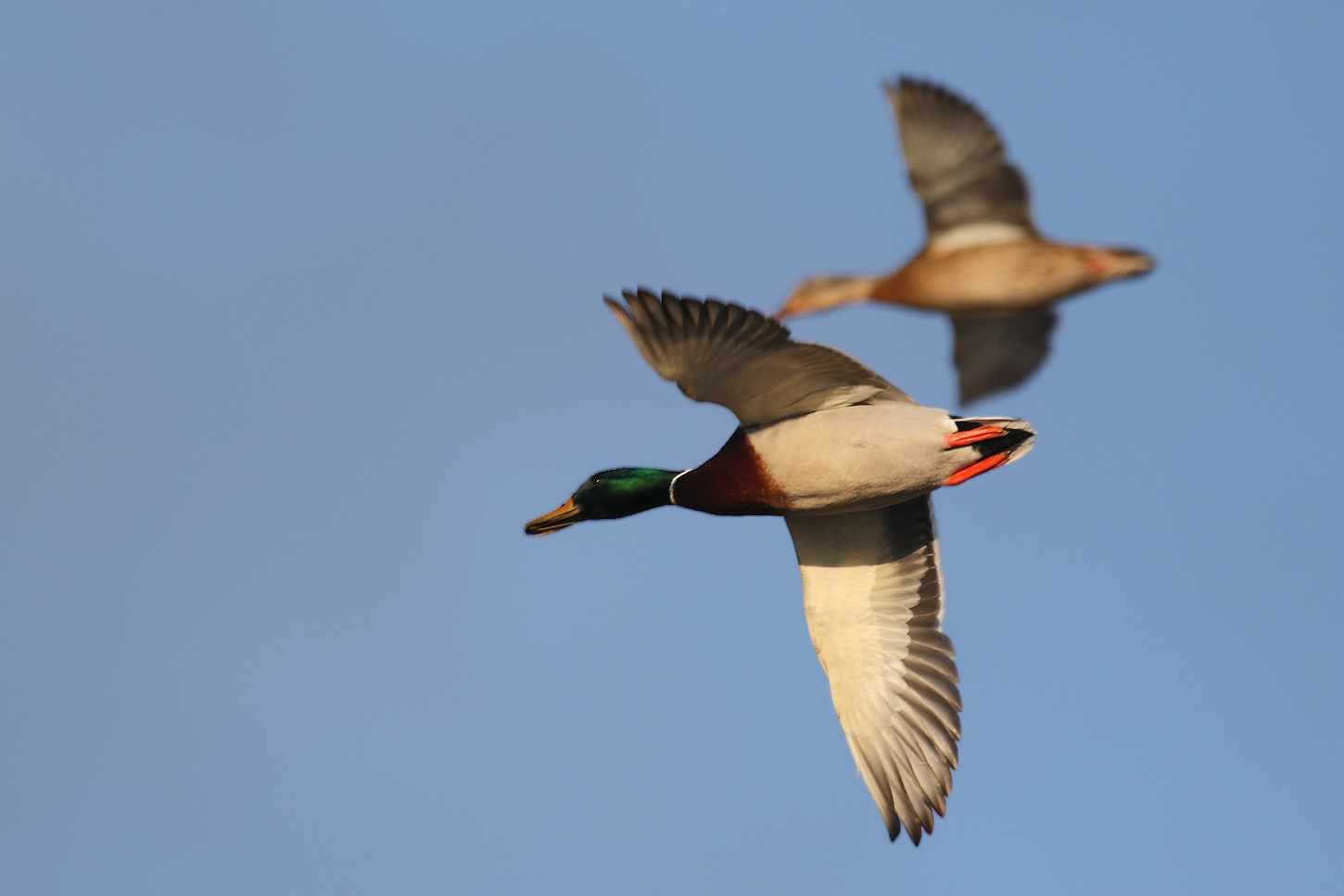 Stockenten am blauen Himmel