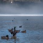 Stockenten am Hintersee