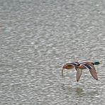 Stockenten am Kanal