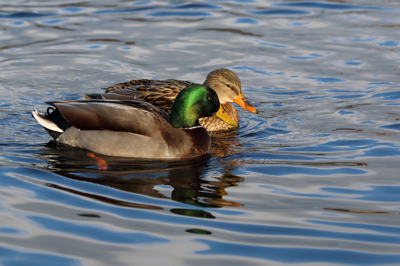 Stockenten am Süßen See in Seeburg