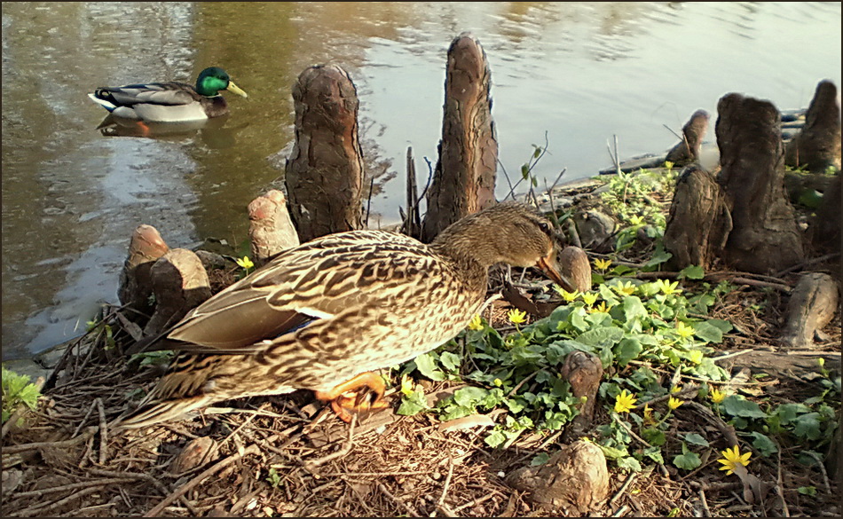 Stockenten am Teich