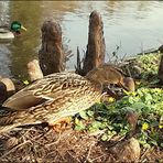 Stockenten am Teich