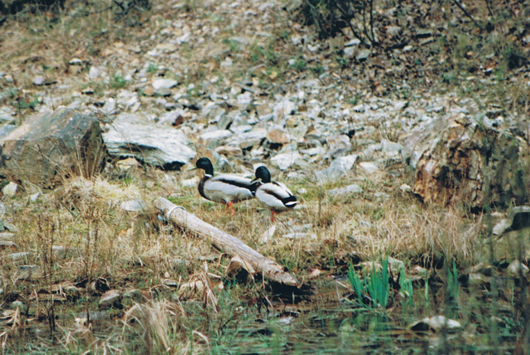 Stockenten am Weiher