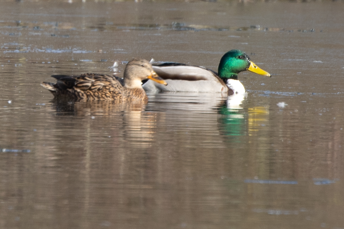 Stockenten am Zeuterner See