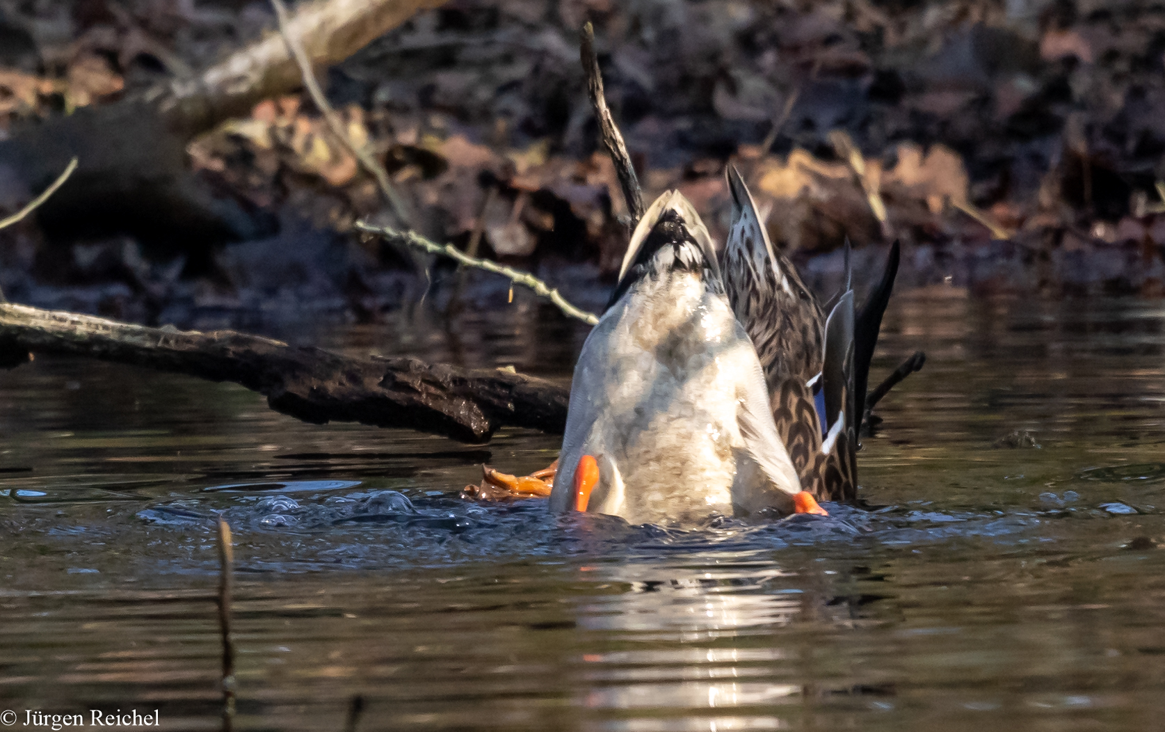 Stockenten (Anas platyrhynchos) 