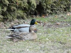 Stockenten (Anas platyrhynchos)