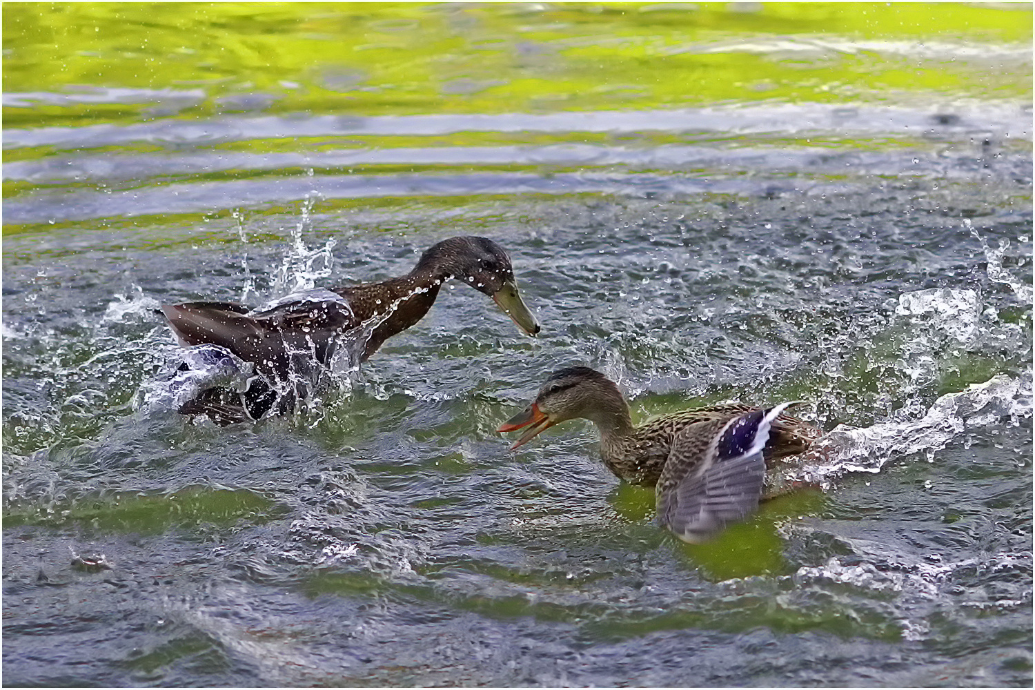 Stockenten (Anas platyrhynchos)