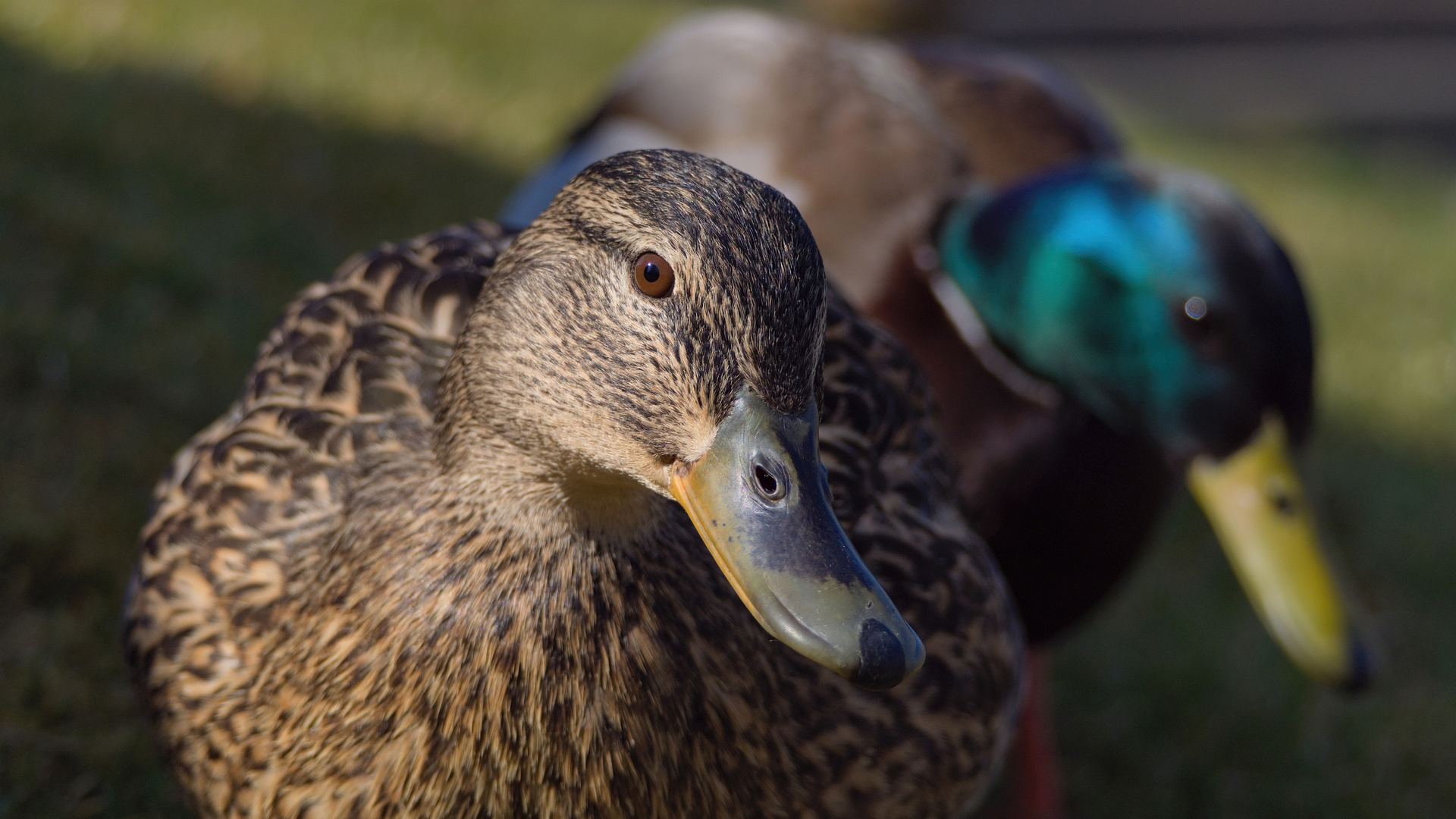 Stockenten (Anas platyrhynchos)