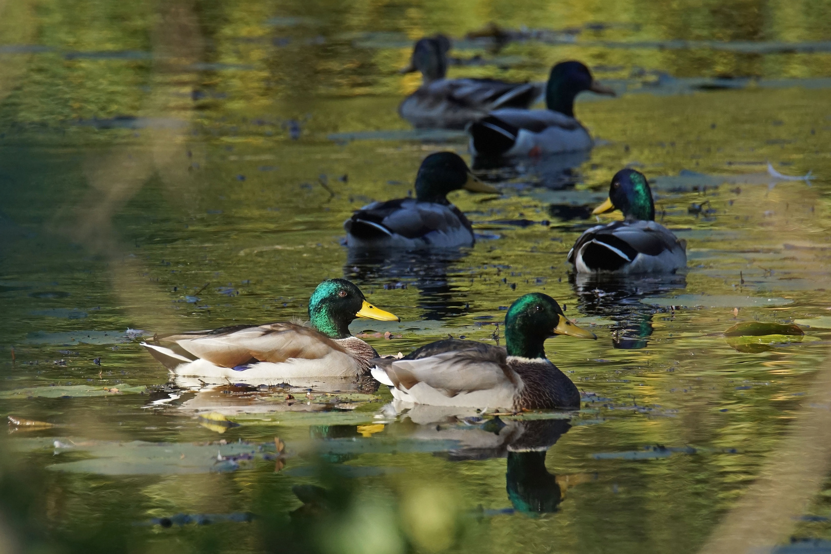 Stockenten (Anas platyrhynchos), Erpelgemeinschaft