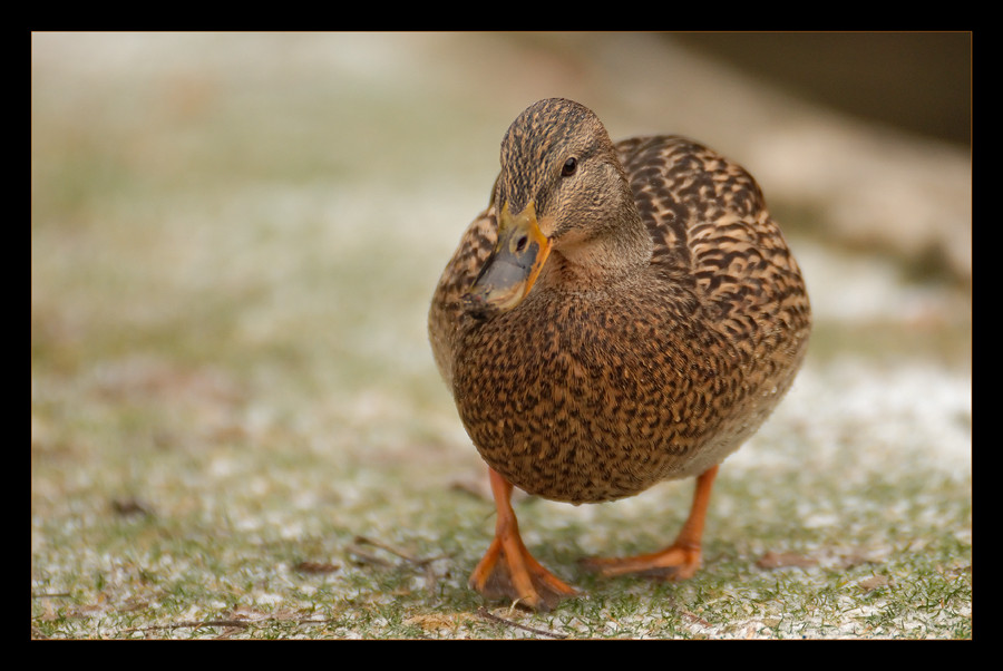 Stockenten (Anas platyrhynchos)