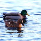 Stockenten auf dem Bruchsee