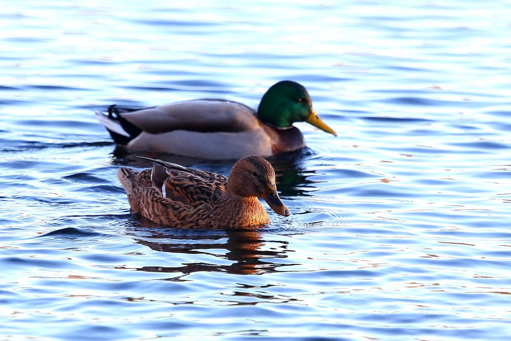 Stockenten auf dem Bruchsee