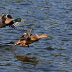 Stockenten auf dem Bruchsee (II)