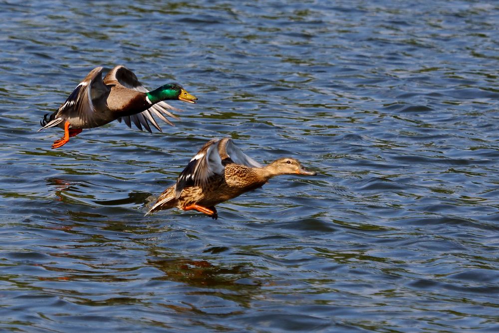 Stockenten auf dem Bruchsee (II)