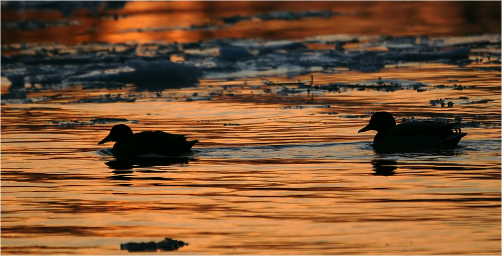 Stockenten auf dem goldenen Fluss