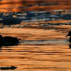 Stockenten auf dem goldenen Fluss