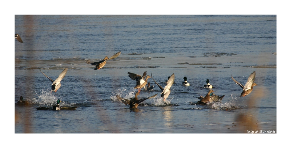 Stockenten auf der Elbe