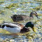 Stockenten auf der Isar