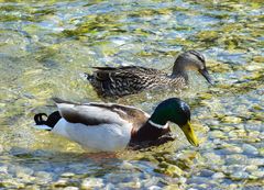 Stockenten auf der Isar