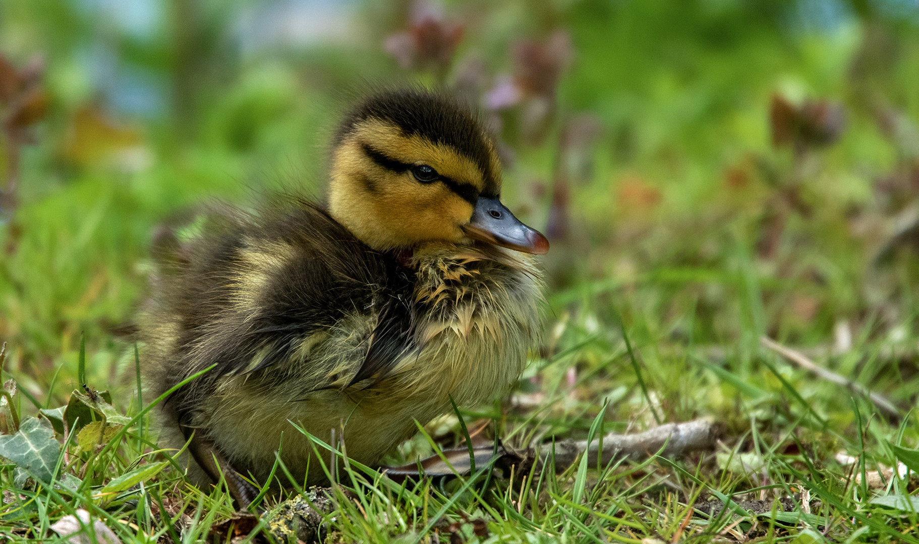 Stockenten-Baby 001 