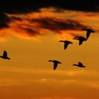 Stockenten beim Abendflug